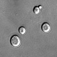 Picture 1 of DNA is the focal point of reproductive activity