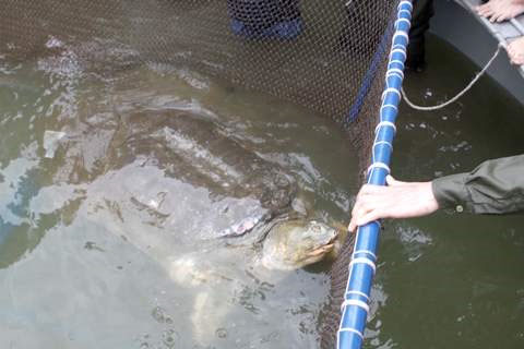 Picture 1 of DNA test: Sword of the Sword Lake is a new species