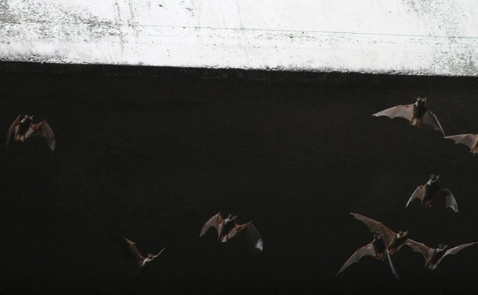Picture 2 of Do bats have interference with each other's sound waves to scramble for 'eating pieces'?