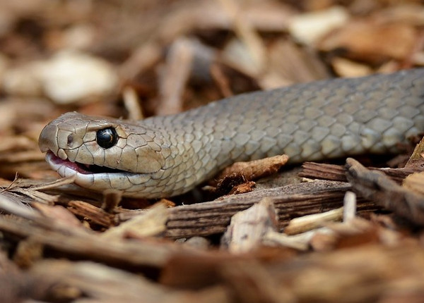 Picture 2 of Do not be bitten by poisonous snakes because the world is out of cure