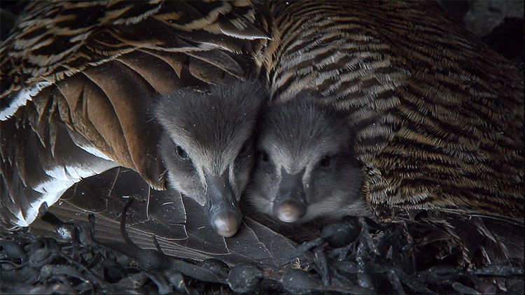 Picture 1 of Do you believe a blanket made of duck hair that costs up to 350 million VND?