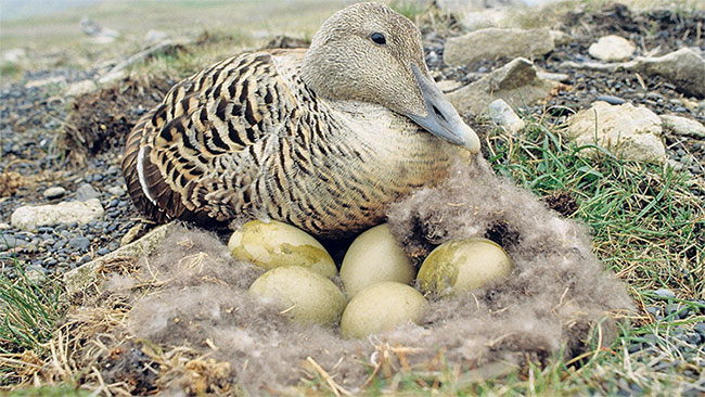 Picture 2 of Do you believe a blanket made of duck hair that costs up to 350 million VND?