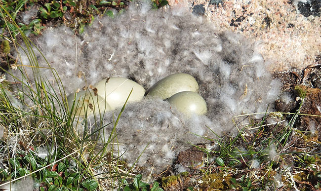 Picture 3 of Do you believe a blanket made of duck hair that costs up to 350 million VND?