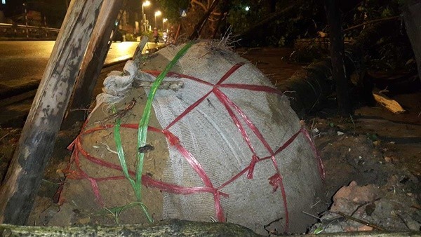Picture 1 of Do you have to remove potting covers when planting trees?