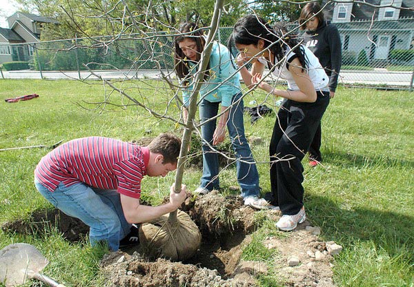 Picture 2 of Do you have to remove potting covers when planting trees?