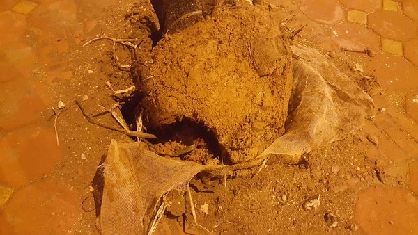 Picture 3 of Do you have to remove potting covers when planting trees?