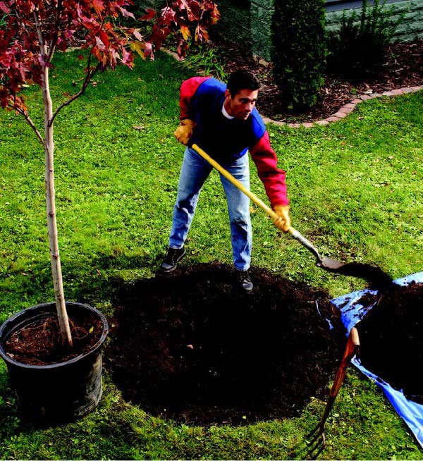 Picture 4 of Do you have to remove potting covers when planting trees?
