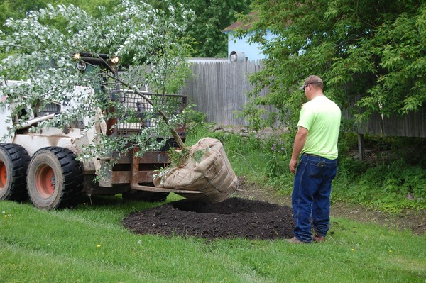 Picture 5 of Do you have to remove potting covers when planting trees?