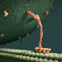 Picture 1 of Do you know what happy cells look like?