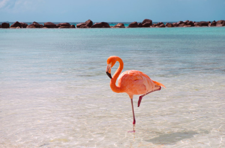 Picture 1 of Do you know why flamingos can stand for hours with a vacuum?