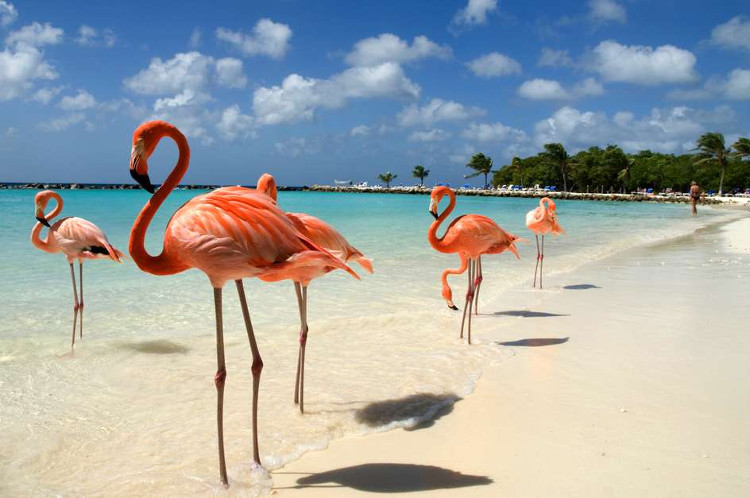 Picture 2 of Do you know why flamingos can stand for hours with a vacuum?