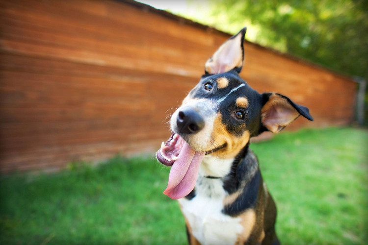 Picture 4 of Do your dogs often tilt their heads like this?  Why is that?