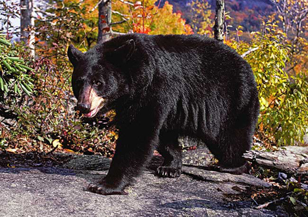 Picture 6 of Doctor makes friends with black bears