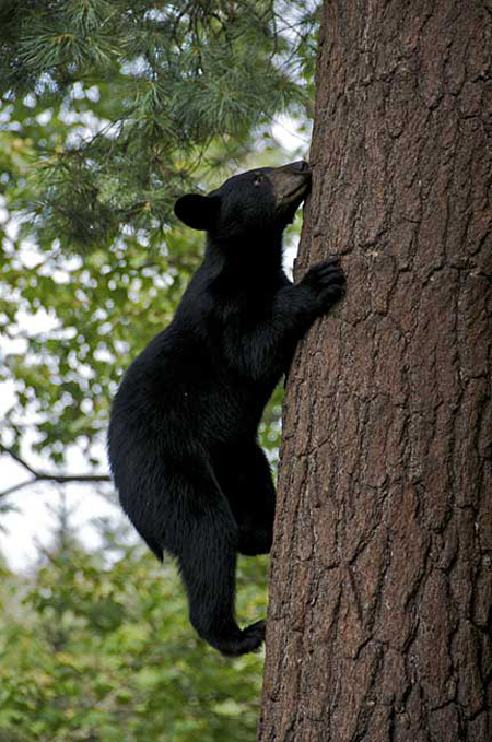 Picture 7 of Doctor makes friends with black bears