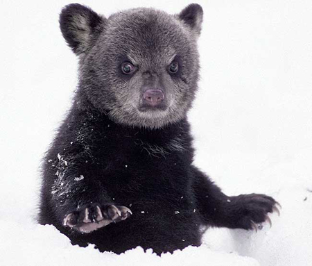 Picture 8 of Doctor makes friends with black bears