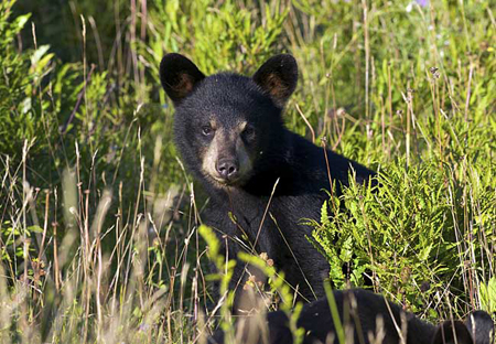Picture 9 of Doctor makes friends with black bears
