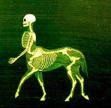 Picture 2 of Does centaur actually exist?