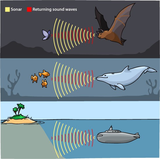 Picture 1 of Does echolocation have human sixth sense?