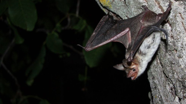 Picture 5 of Does echolocation have human sixth sense?