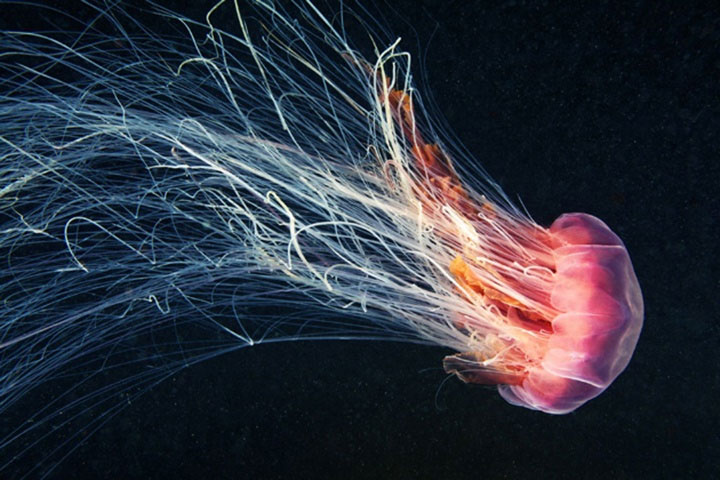 Picture 3 of Does the jellyfish have eyes?