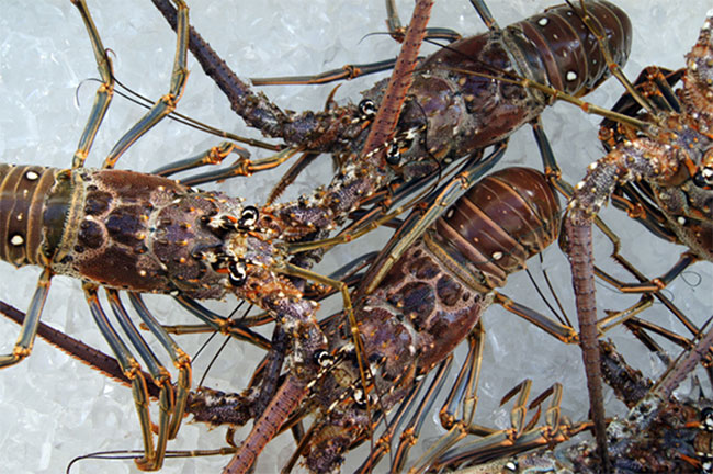 Picture 2 of Does the lobster need to cut its pain when boiled?