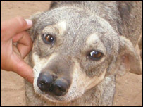 Picture 2 of Dog 2 nose in Bolivia