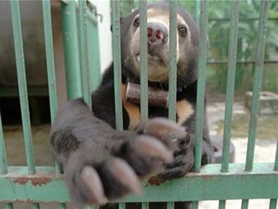 Dog bears are on the brink of extinction images 1