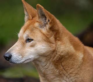 Picture 1 of Dog breeds differ only in one gene