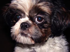 Picture 1 of Dog coat color shows personality