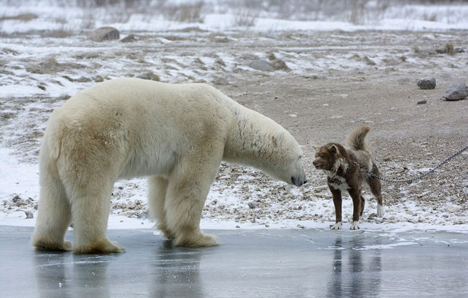 Picture 1 of Dog fangs threaten the polar bear