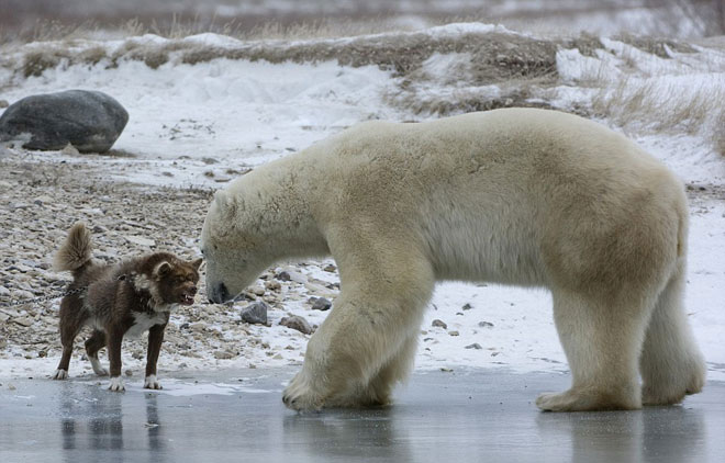Picture 2 of Dog fangs threaten the polar bear