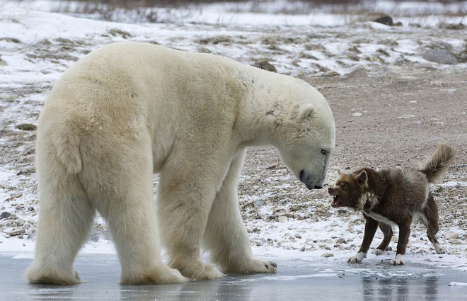 Picture 3 of Dog fangs threaten the polar bear