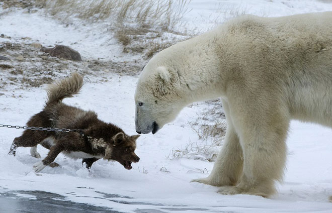 Picture 4 of Dog fangs threaten the polar bear