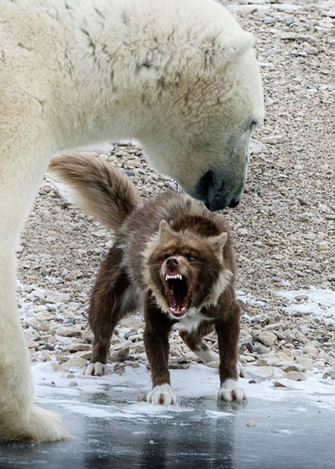 Picture 5 of Dog fangs threaten the polar bear
