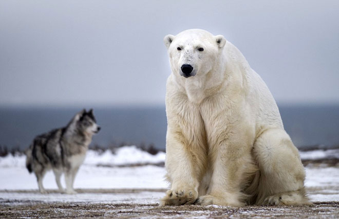 Picture 6 of Dog fangs threaten the polar bear