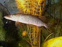 Picture 4 of Dog fish Esox lucius