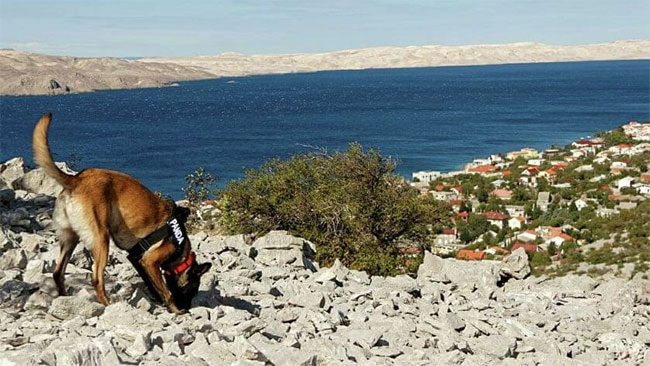 Picture 1 of Dog sniffing discovered 6 tombs 3,000 years old