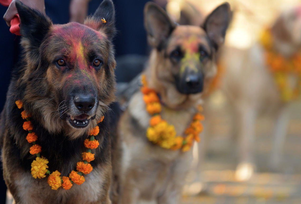 Picture 1 of Dog Thanksgiving Festival in Nepal