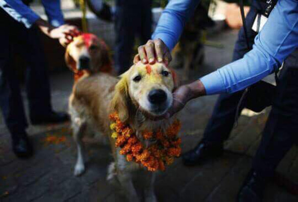 Picture 4 of Dog Thanksgiving Festival in Nepal