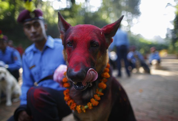 Picture 6 of Dog Thanksgiving Festival in Nepal