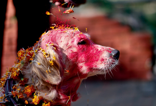 Picture 7 of Dog Thanksgiving Festival in Nepal