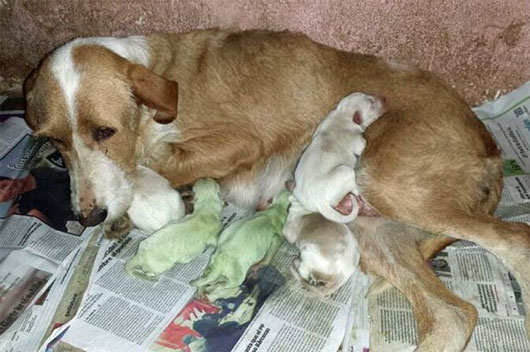 Picture 1 of Dog was born with blue fur