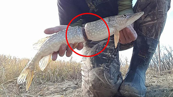 Picture 1 of Dogfish get tightened by plastic rings near their double ends