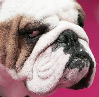 Dogs also know how to classify photos images 1