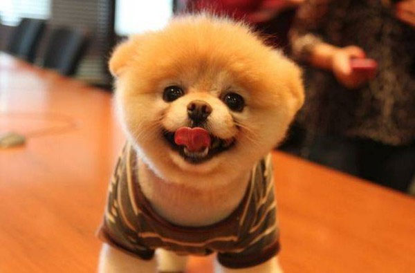 Picture 1 of Dogs are also pessimistic - optimistic like people