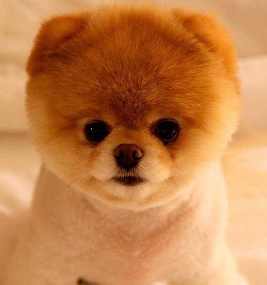 Picture 3 of Dogs are also pessimistic - optimistic like people