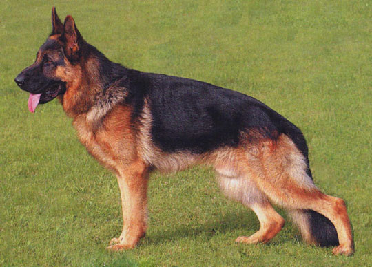 Picture 1 of Dogs are species that are able to find the best explosives