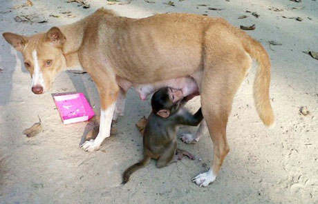 Picture 1 of Dogs become 'stars' for raising monkeys