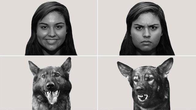 Picture 2 of Dogs can really understand people's emotions