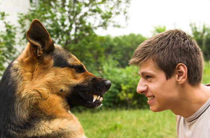Picture 3 of Dogs can really understand people's emotions